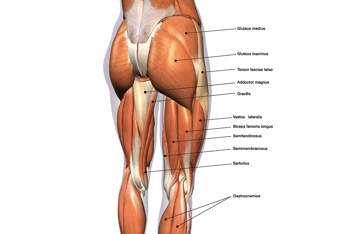 muscles fesses dr Petit